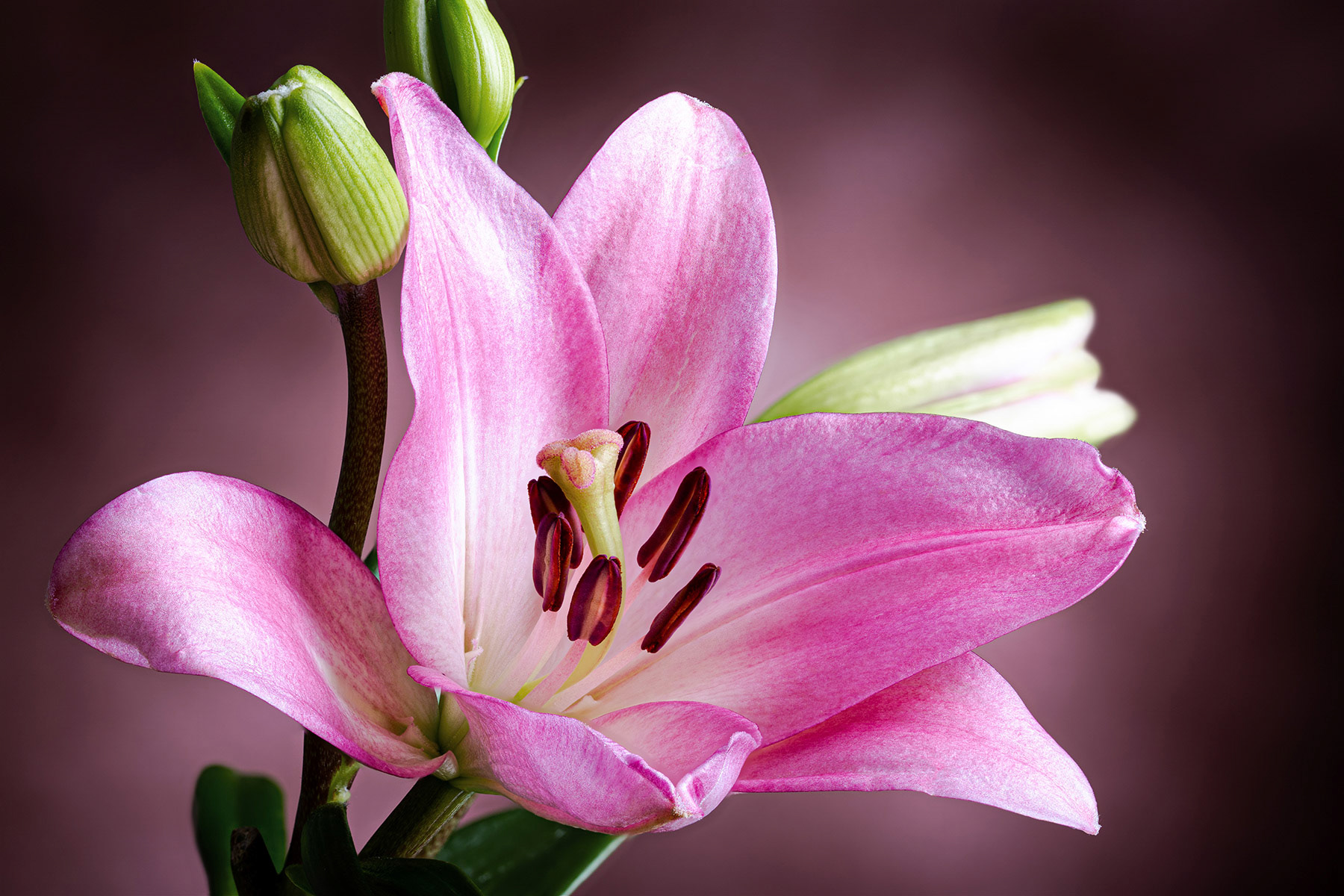 Purple lily on a brown background