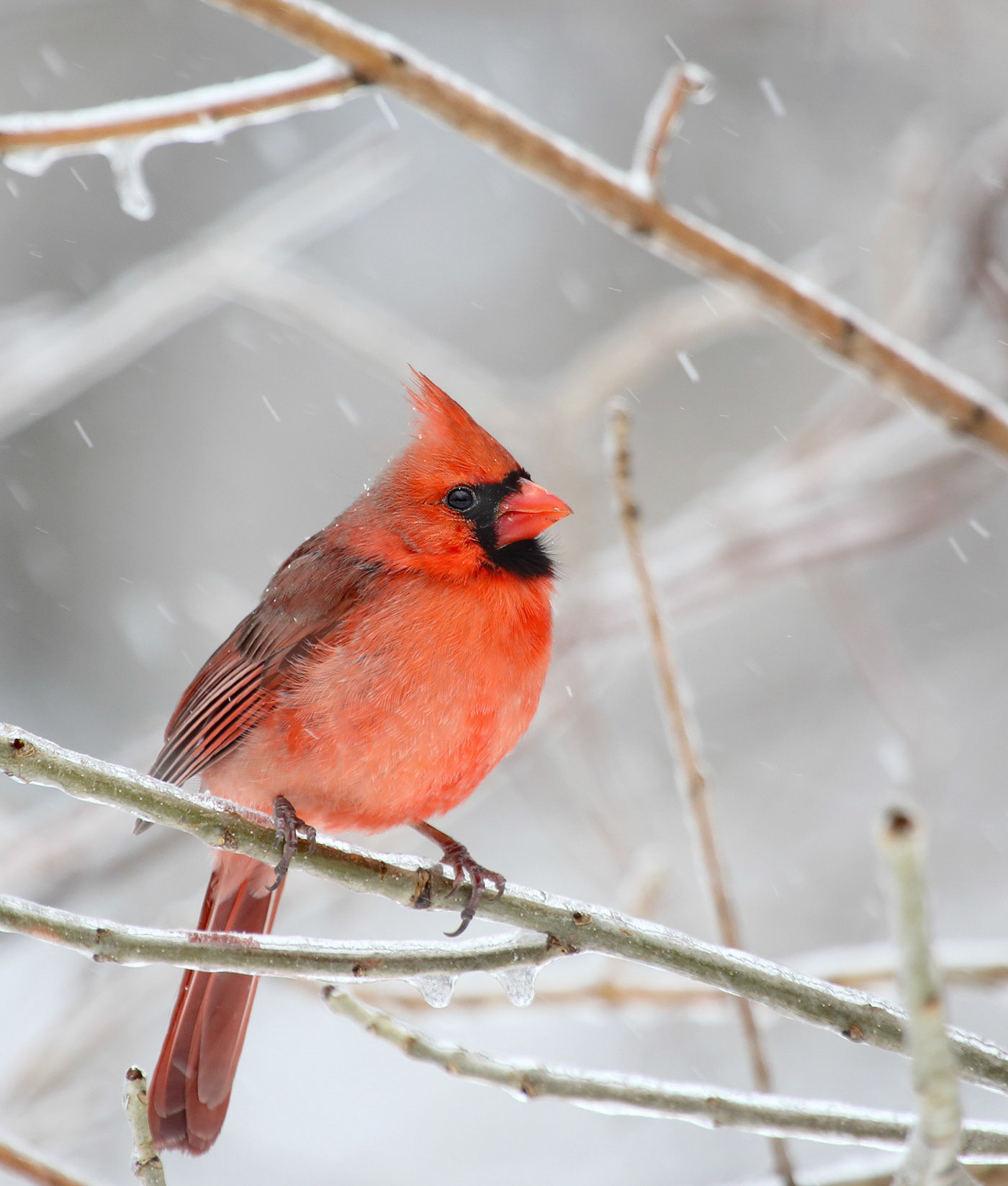 Northern cardinal on wintery scene