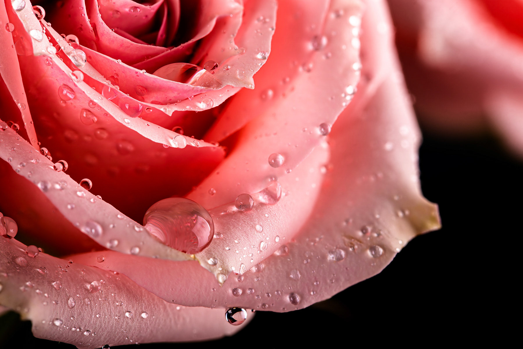 Water drops on a pink rose