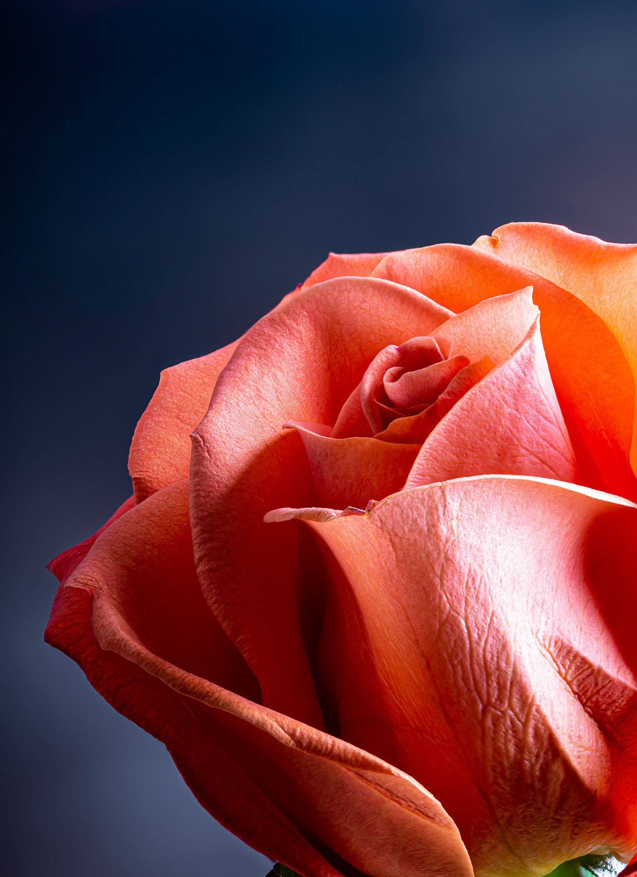 Orange rose on a dark background