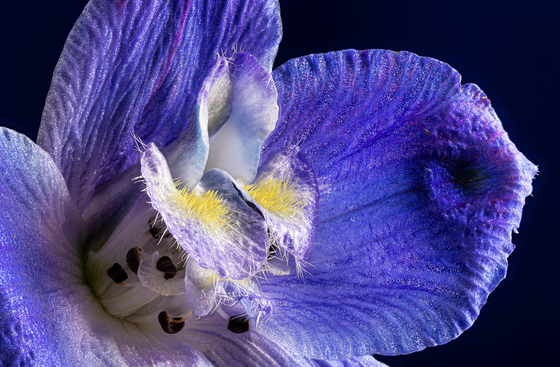 Beautiful Blue larkspur