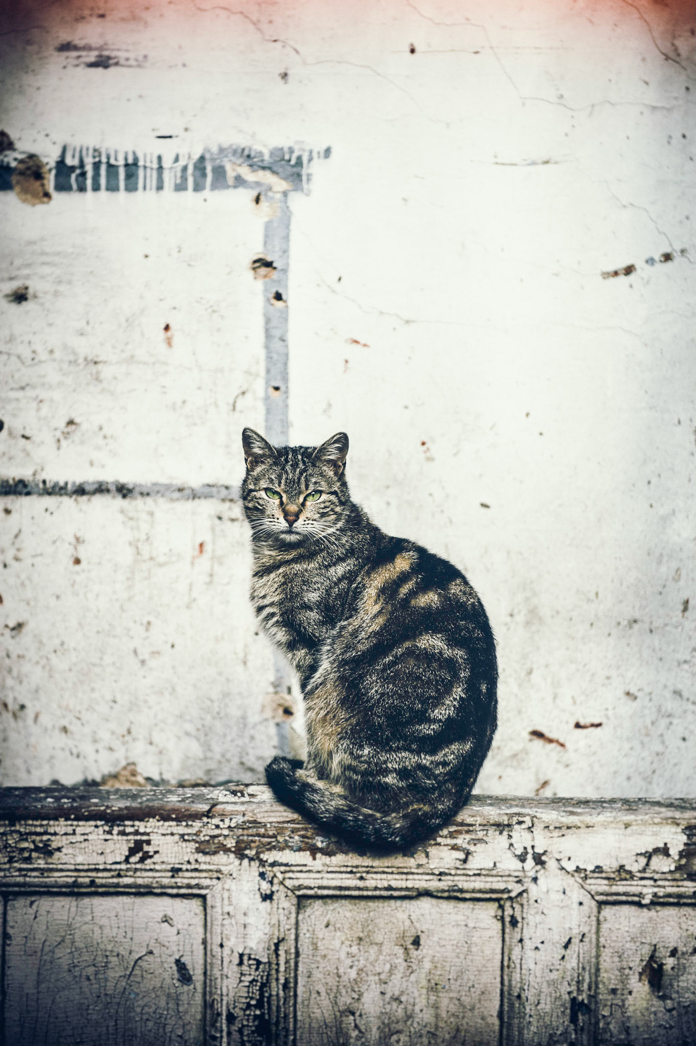 Urban tabby cat