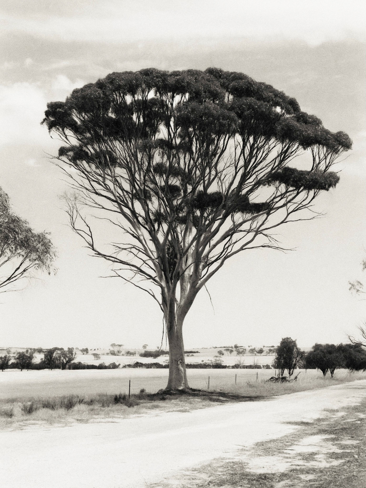 Roadside Tree