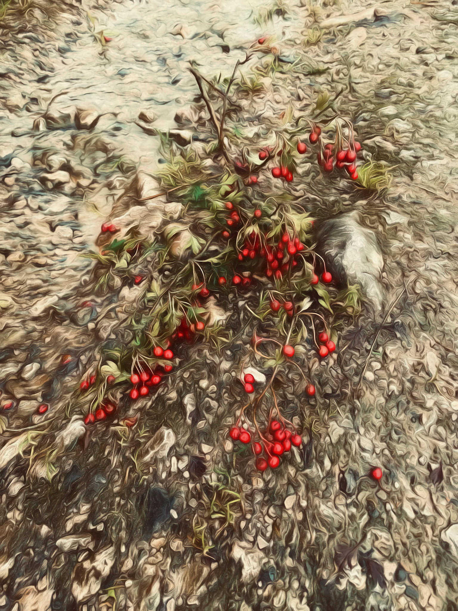 Red Berries on a Broken Branch