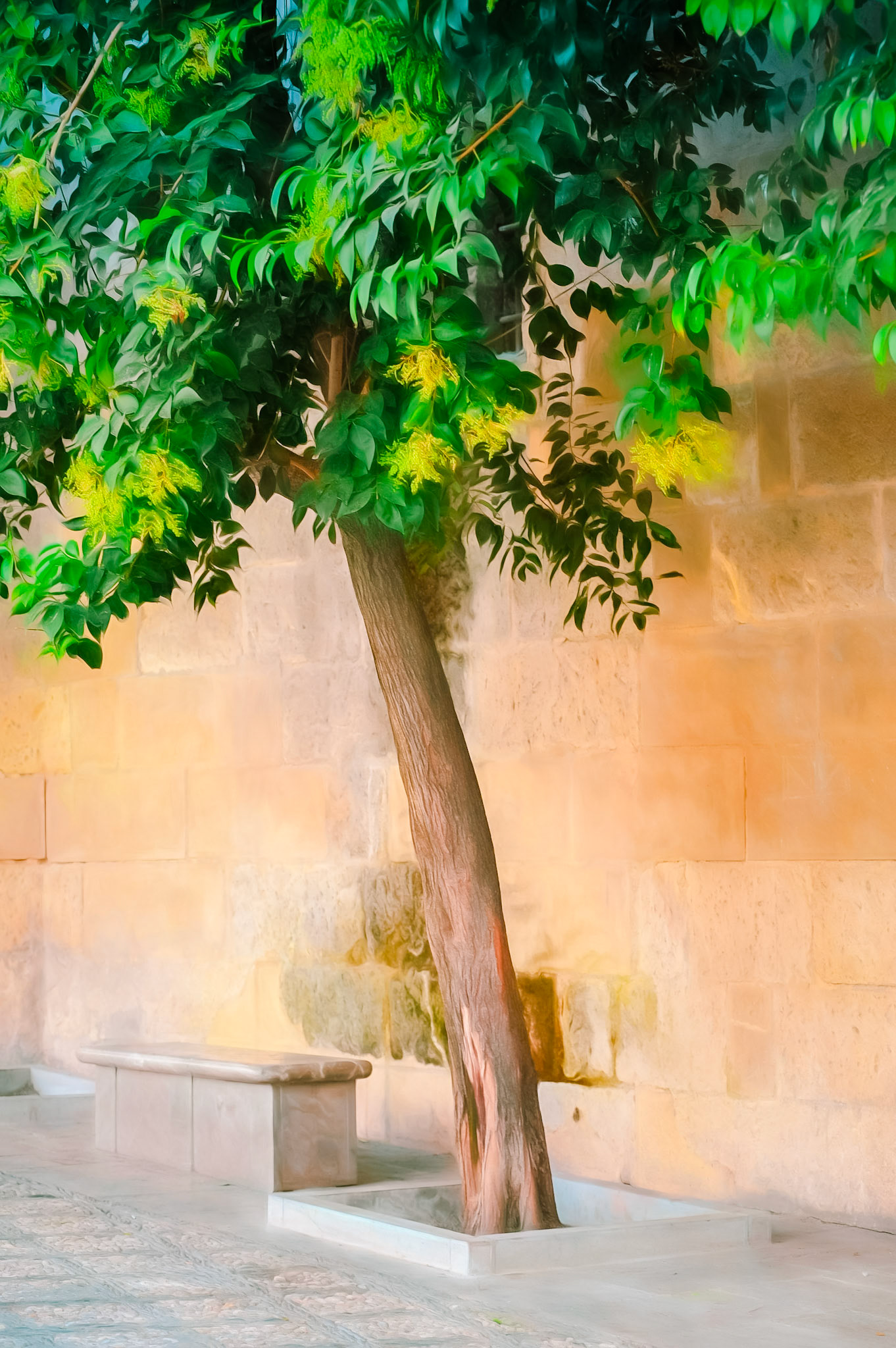 A Tree of Granada