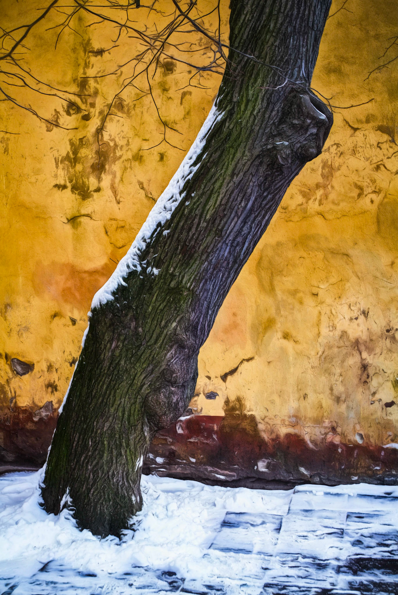 Tree Trunk in Winter Snow