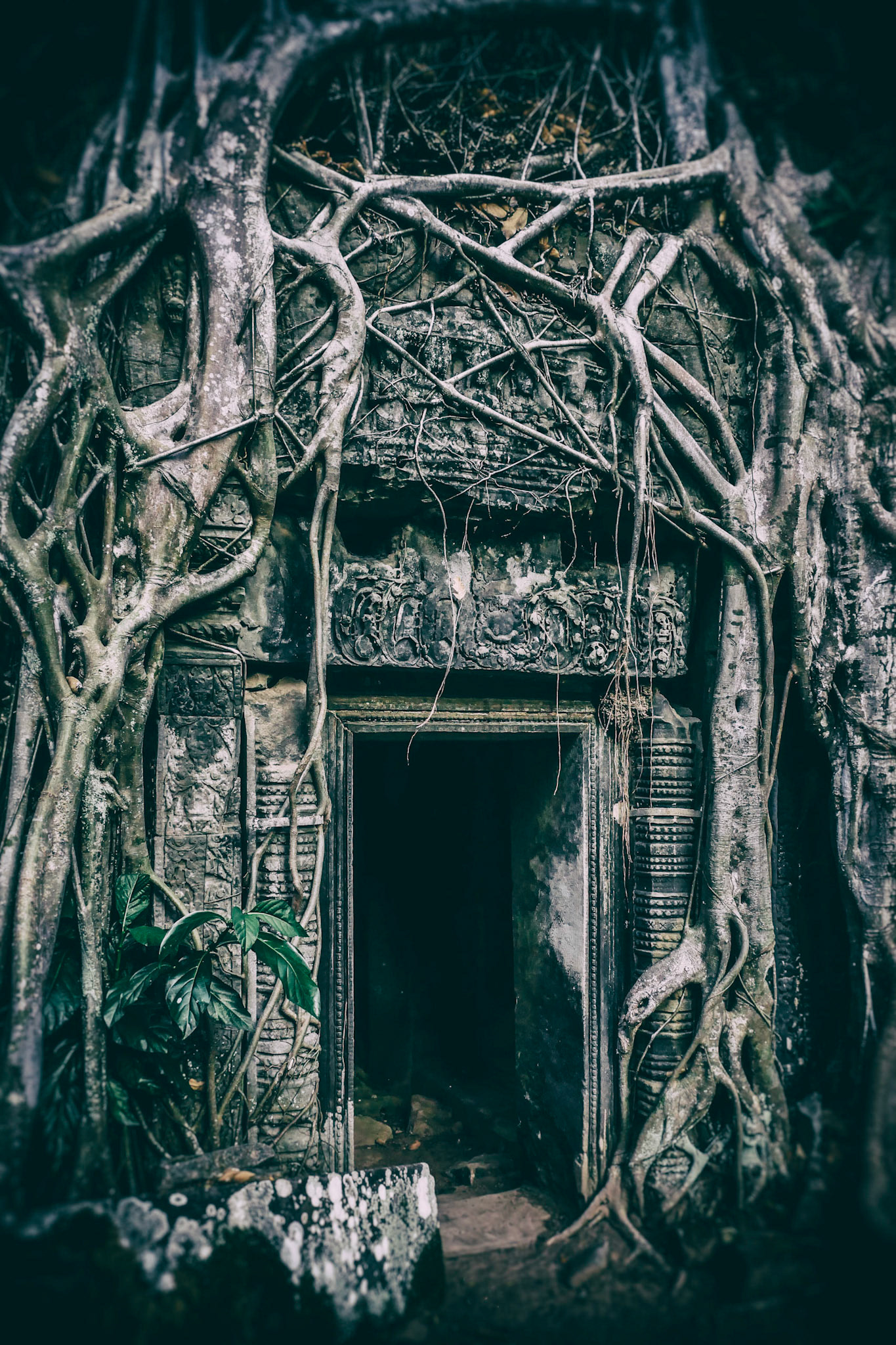 Ta Prohm Temple in the Angkor Complex, Siem Reap, Cambodia