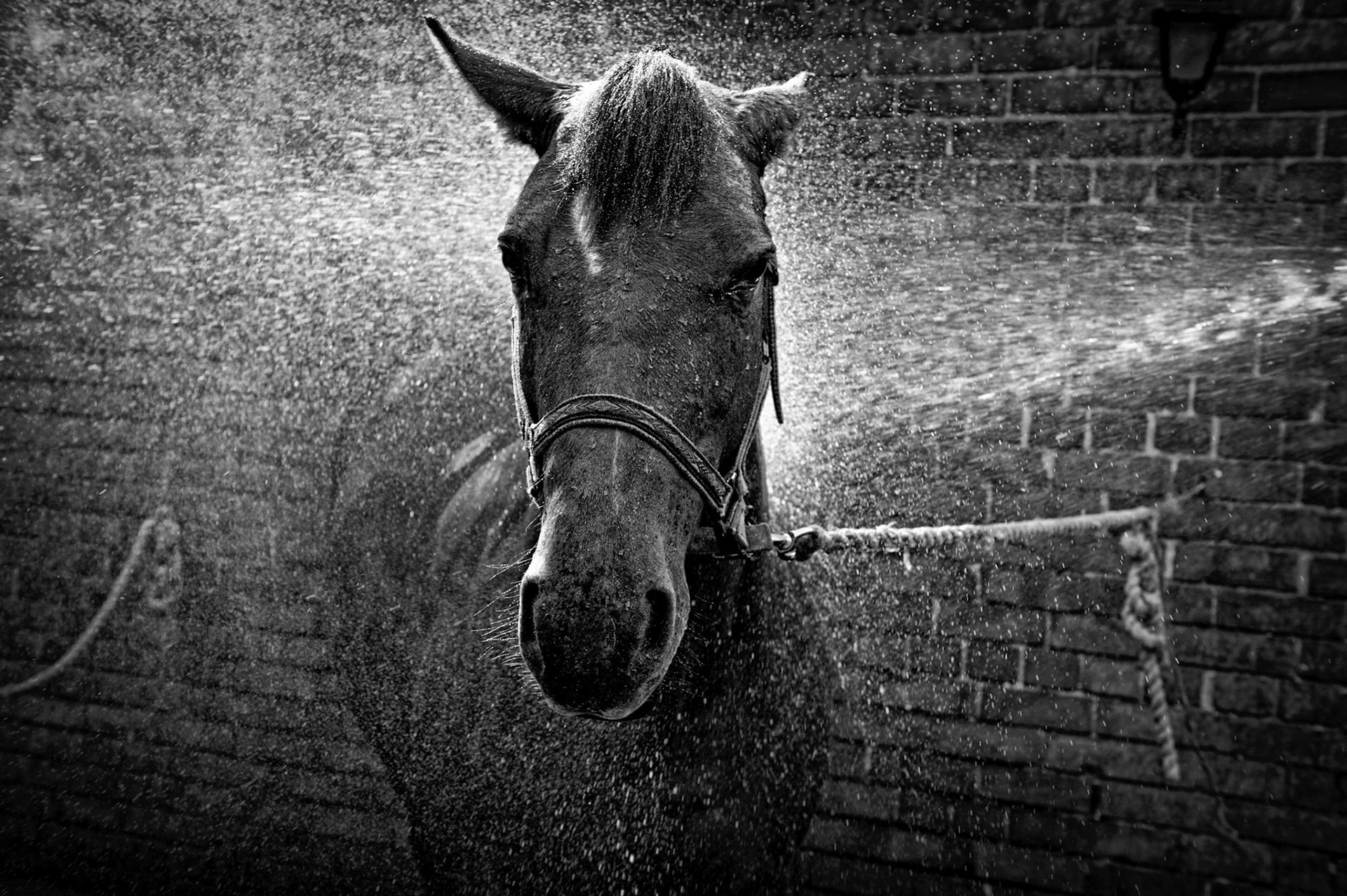 Equine shower
