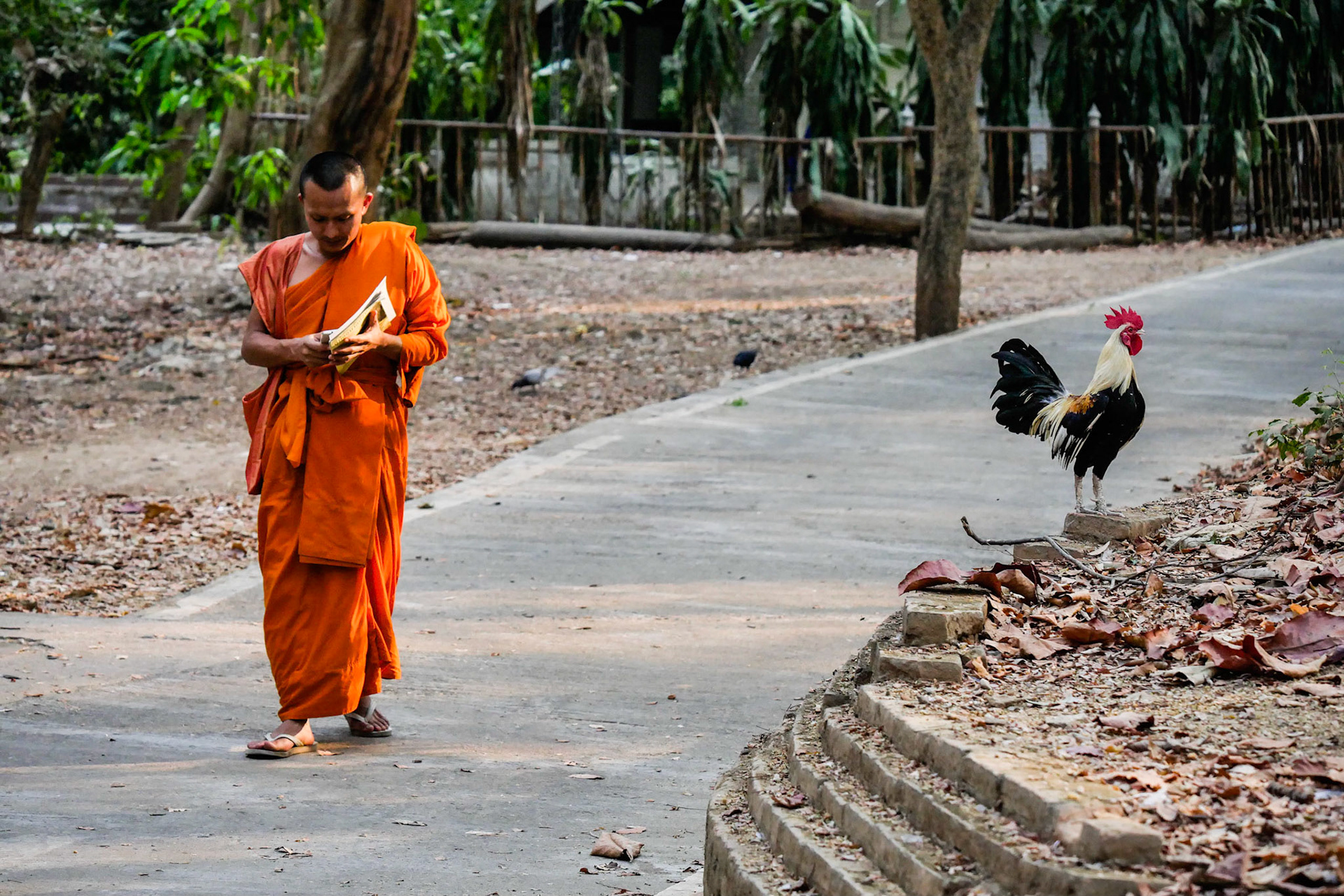 Buddhist monk, Chiang Mai, Thailand
