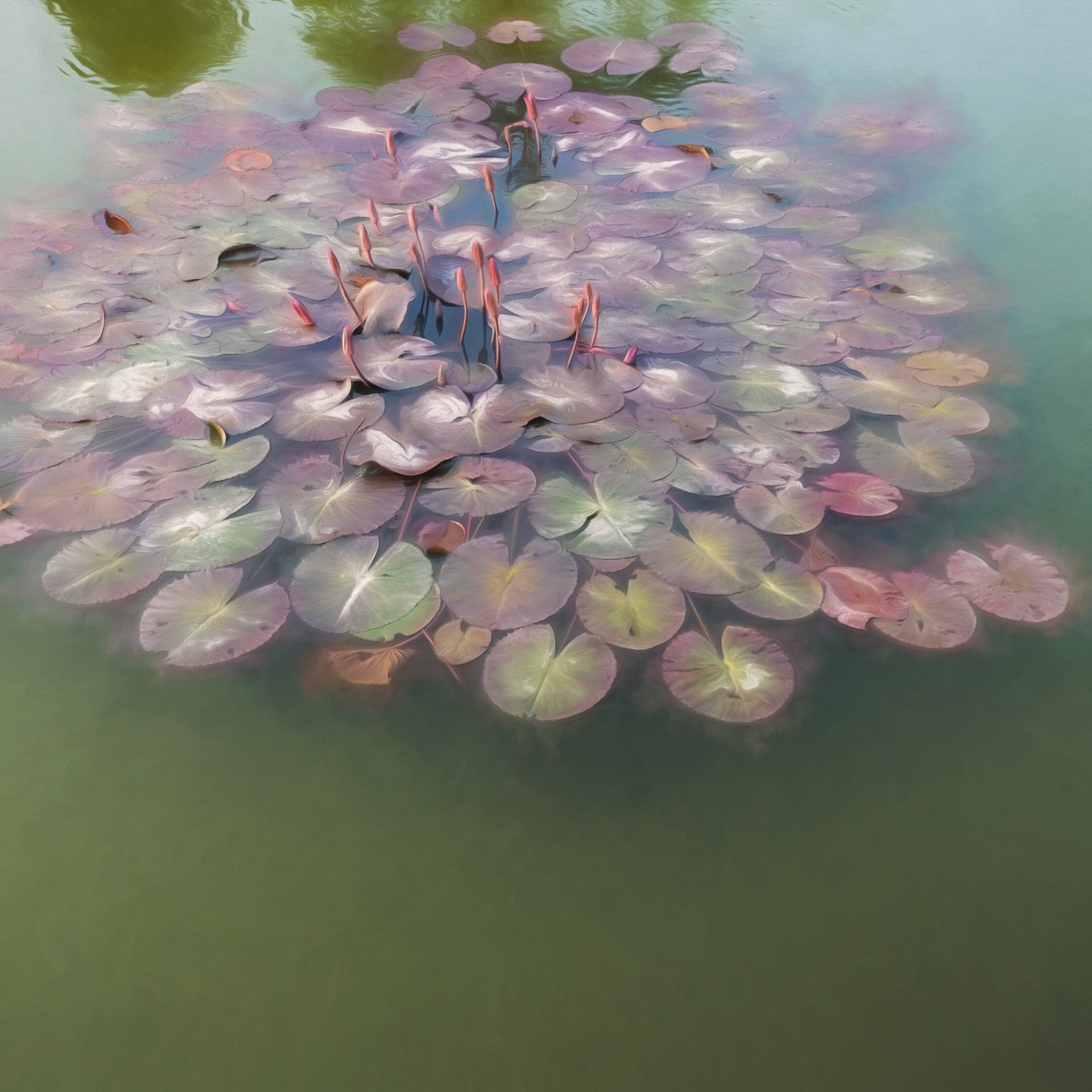 Lily Pad
