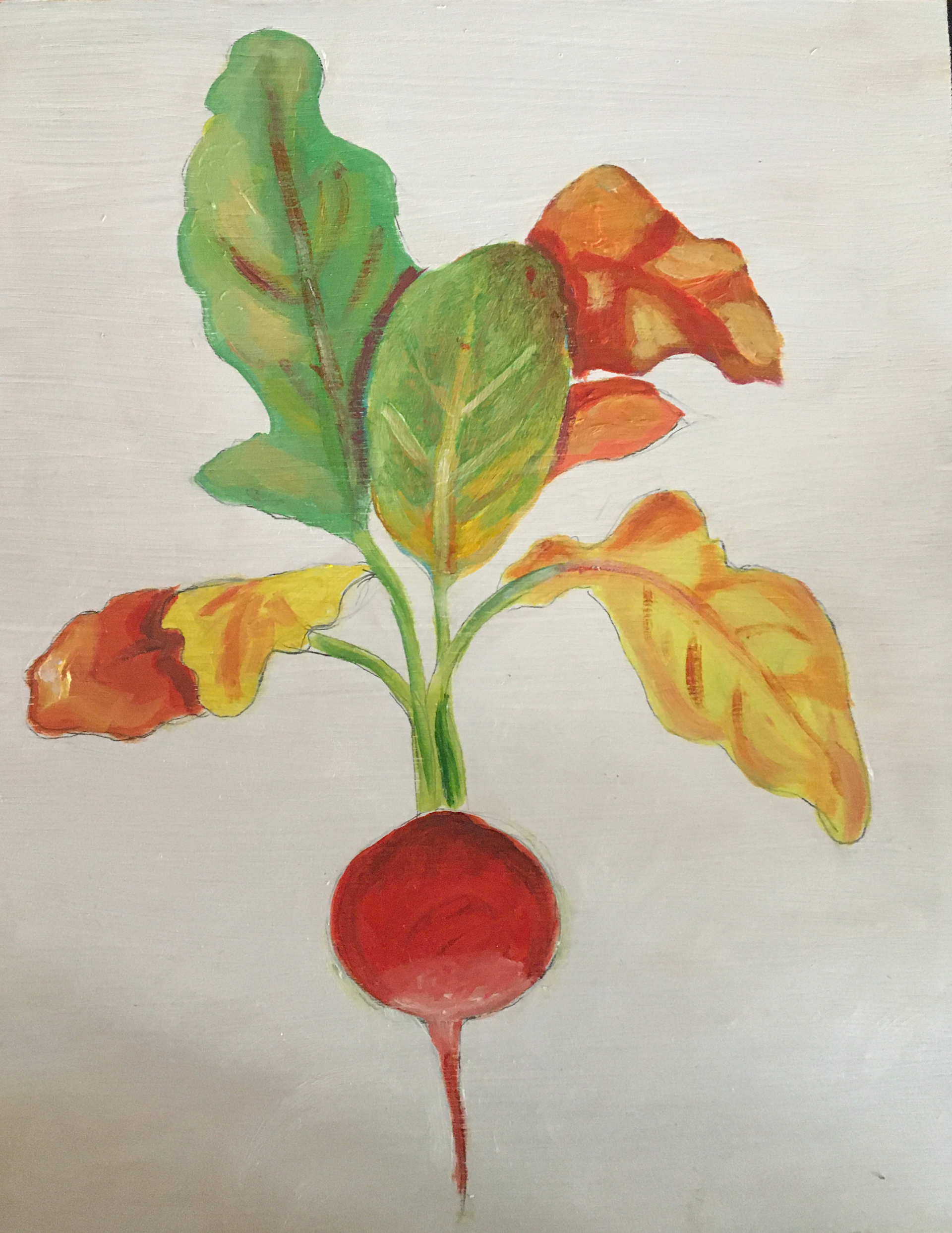 Single Radish wiht Colorful Leaves, V