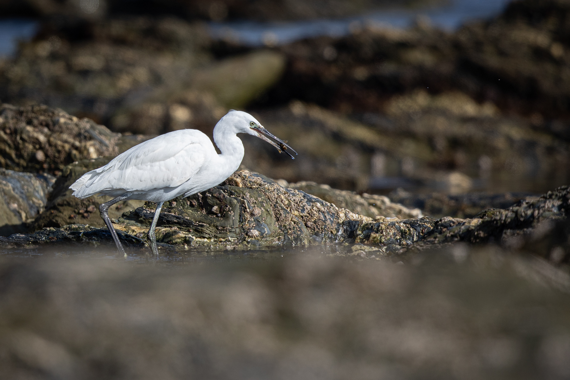 Little Egret fishing in rockpools on Castle Beach, Falmouth, Cornwall.