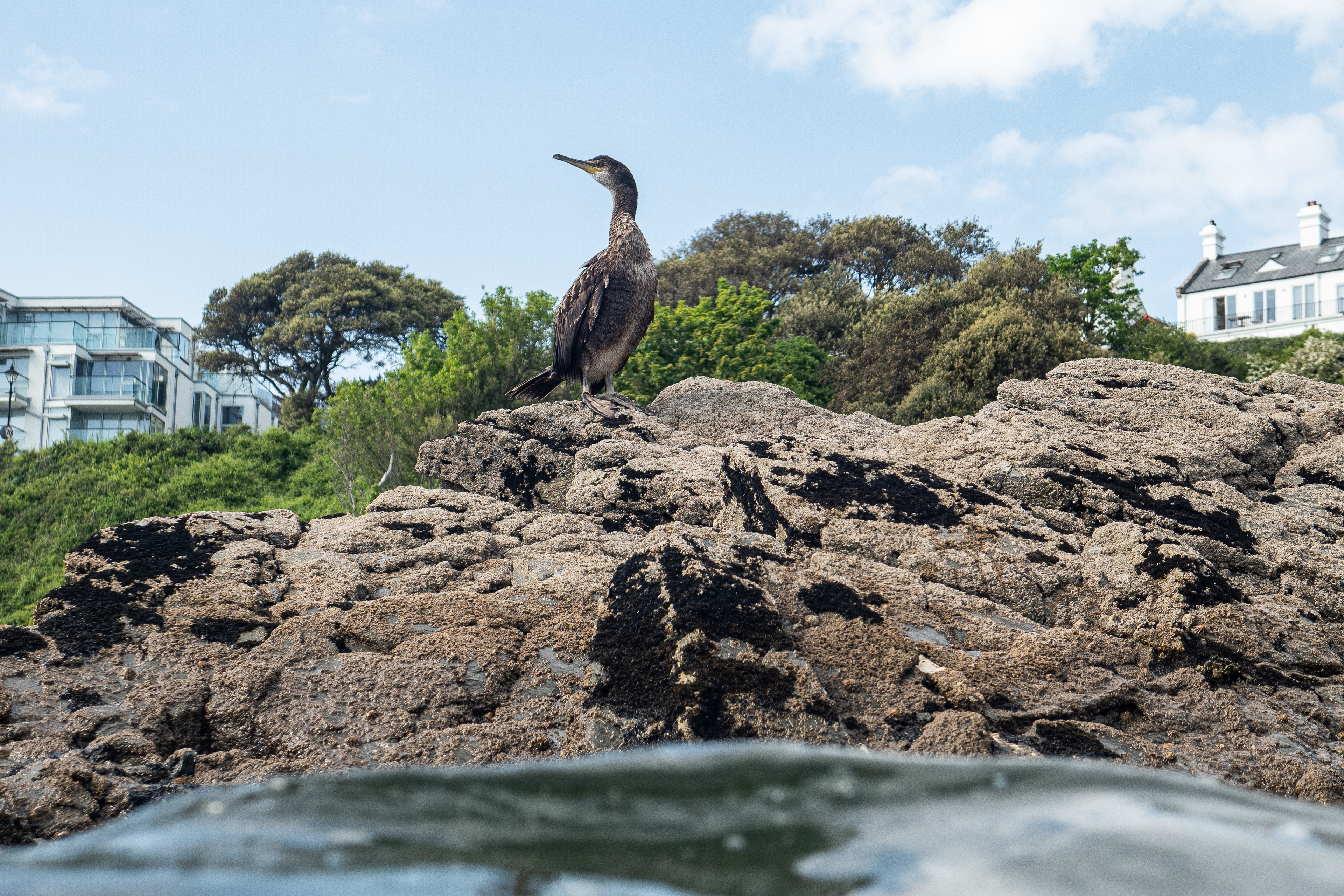 Low perspective of a cormorant from the water in Falmouth, Cornwall.