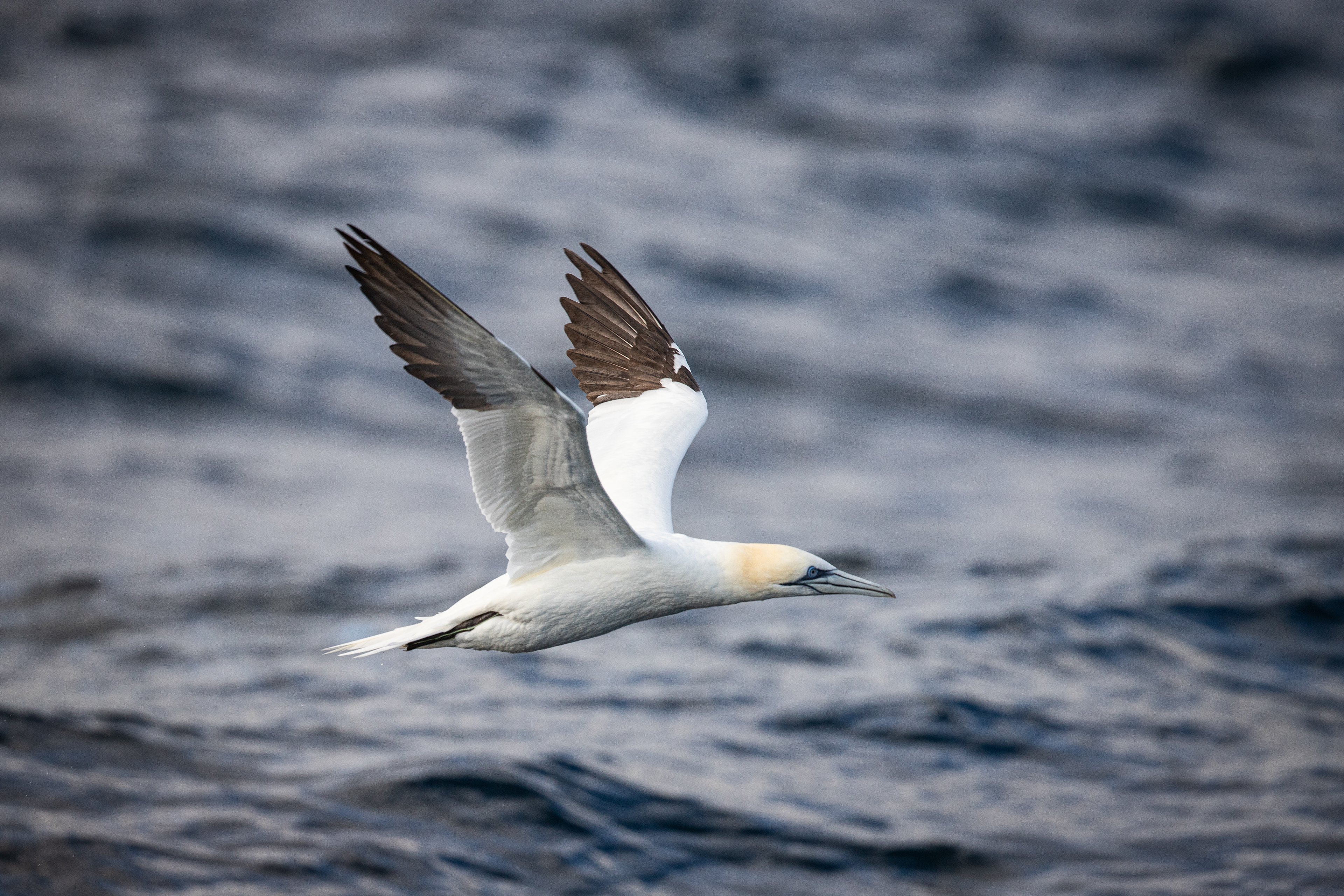Gannet of the coast of Cornwall with AK wildlife cruises.
