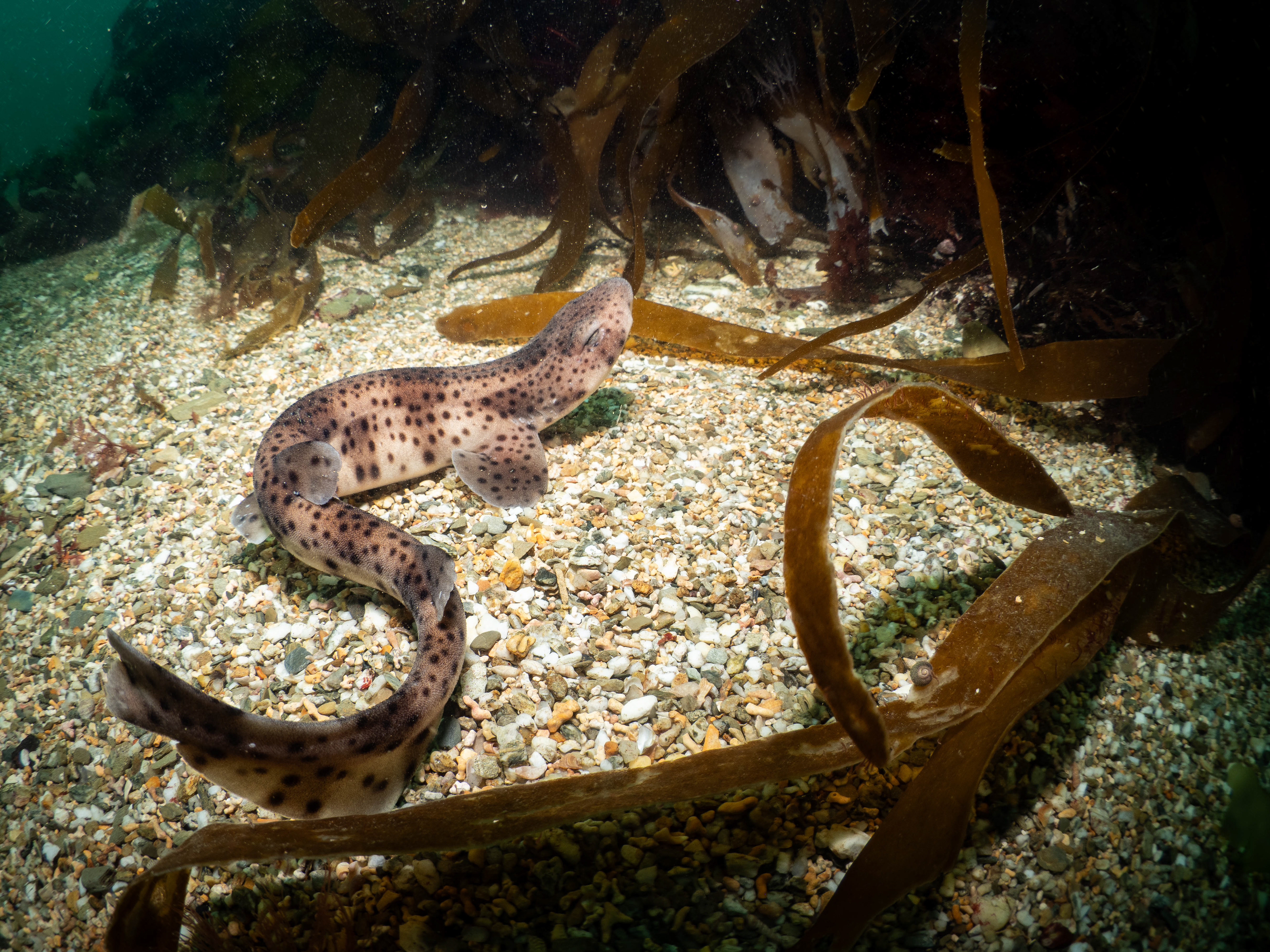 Baby Nursehound Shark.