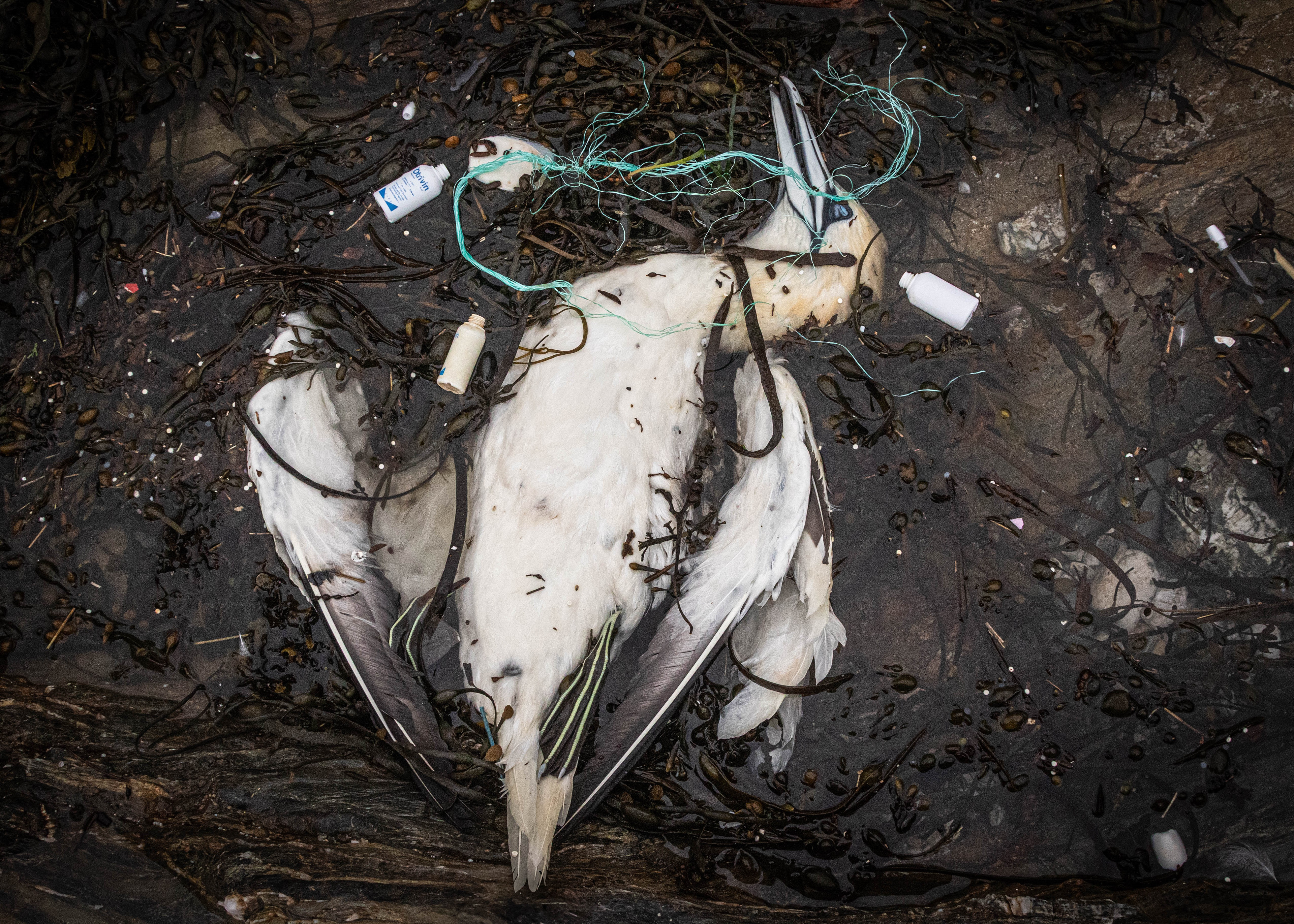 I found a dead Gannet, and it likely did not die from ingesting plastic. However, I discovered plastic bottles scattered around it, illustrating the consequences of our ongoing mass consumption. It's a sad sight to see such a magnificent bird lying dead with plastic surrounding it.