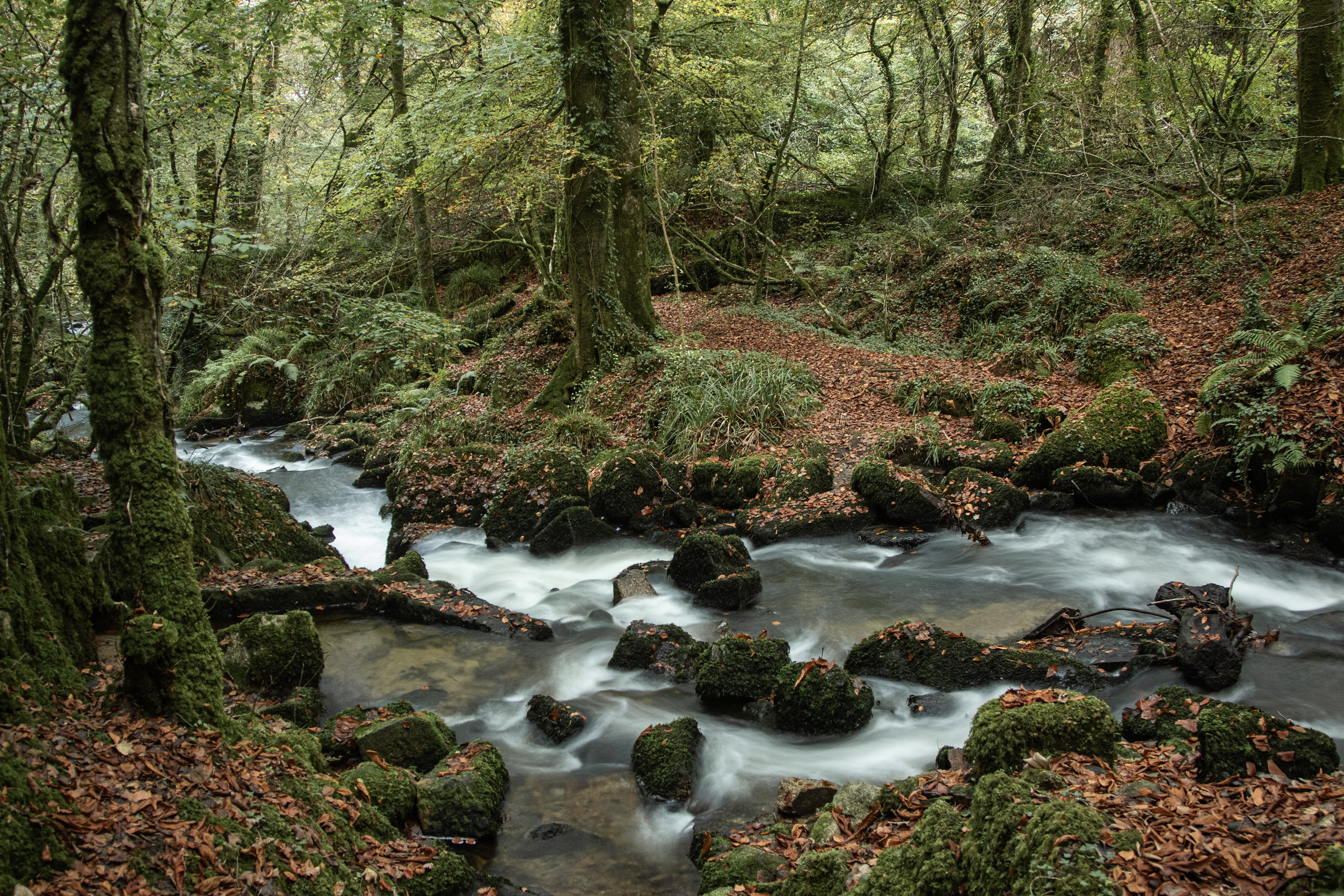 Kennal Vale Nature Reserve, Cornwall. long exposure of the stream.