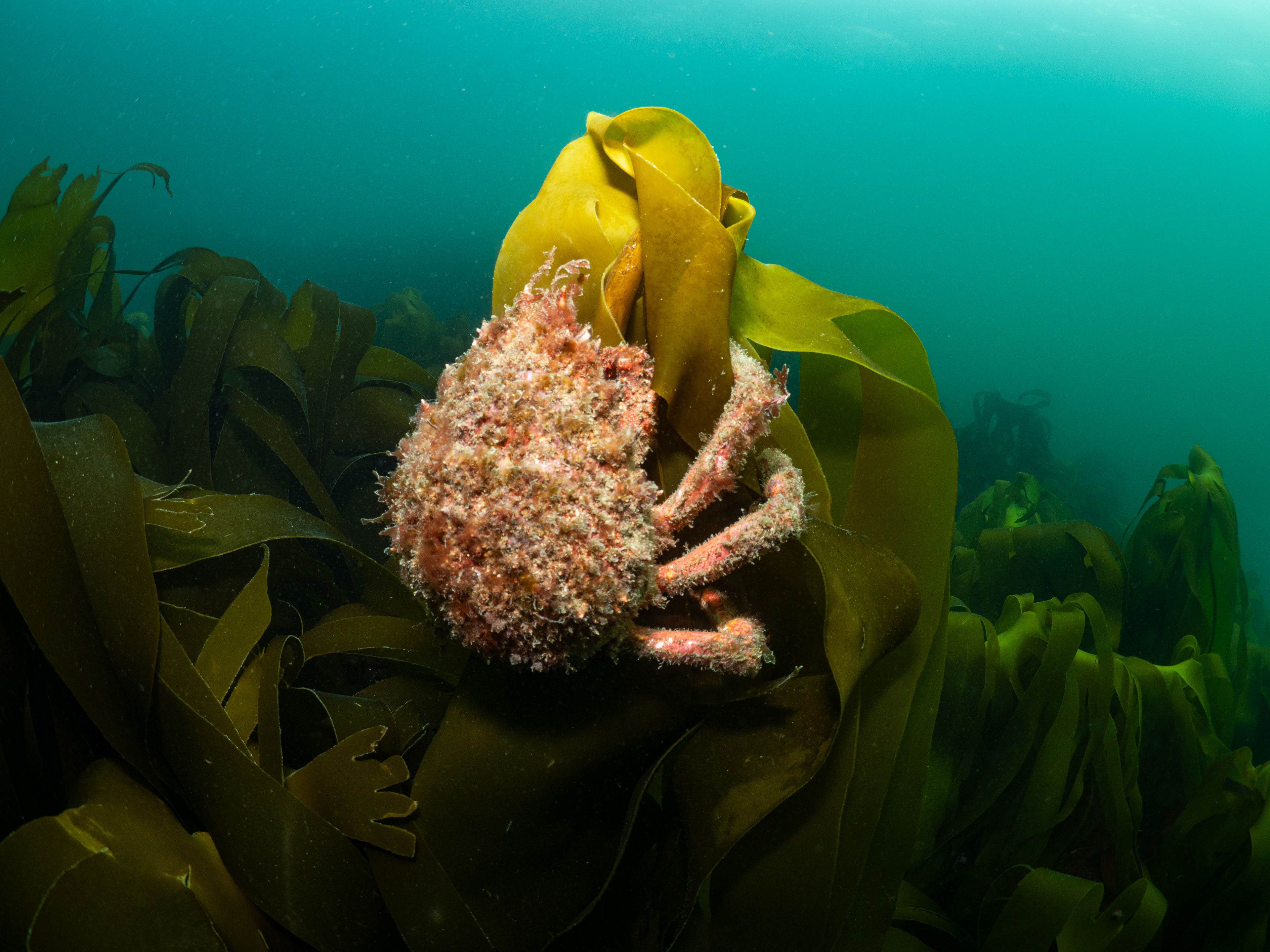 Spider crab attached to kelp.