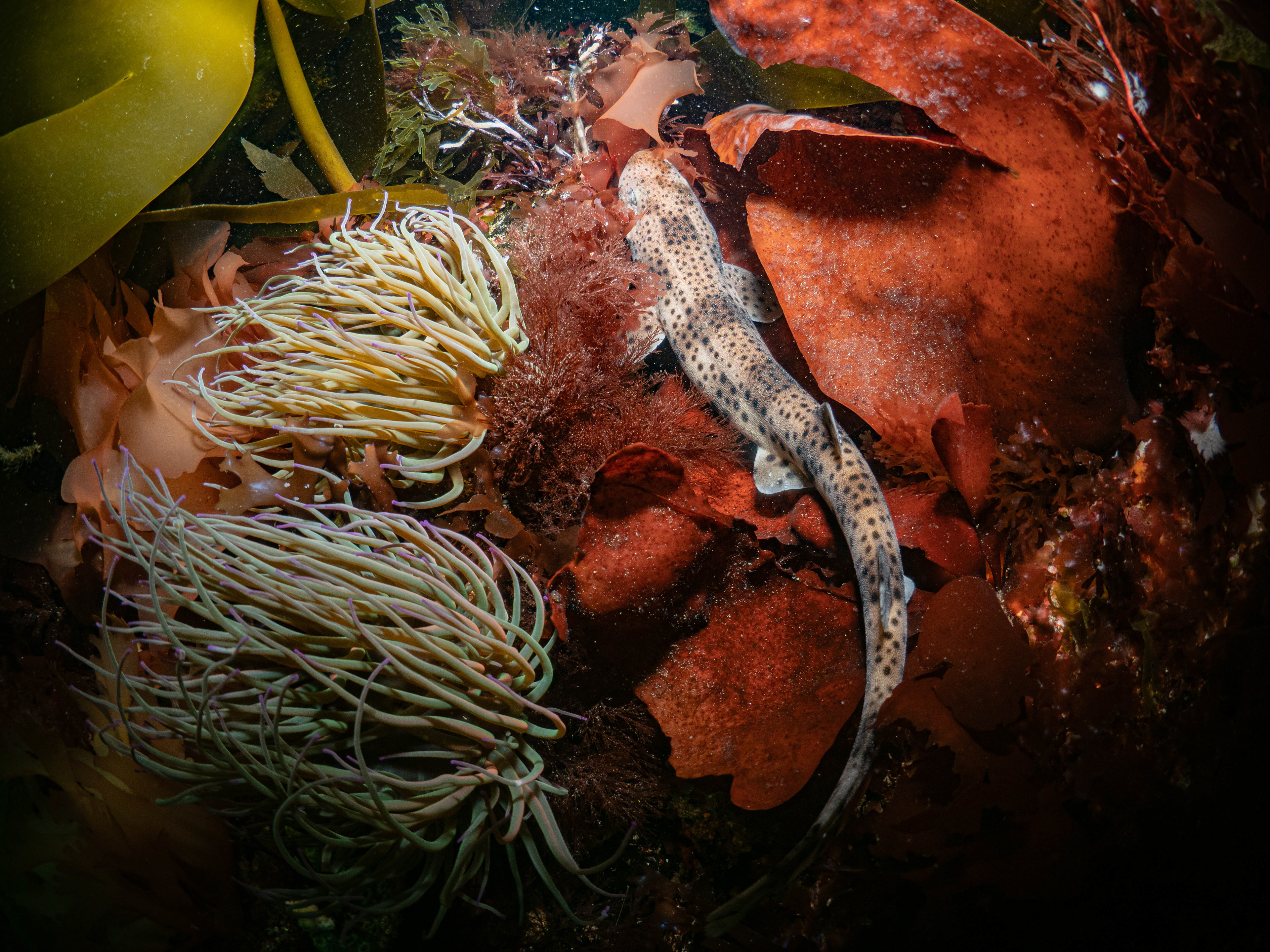 Nursehound shark amongst the kelp.