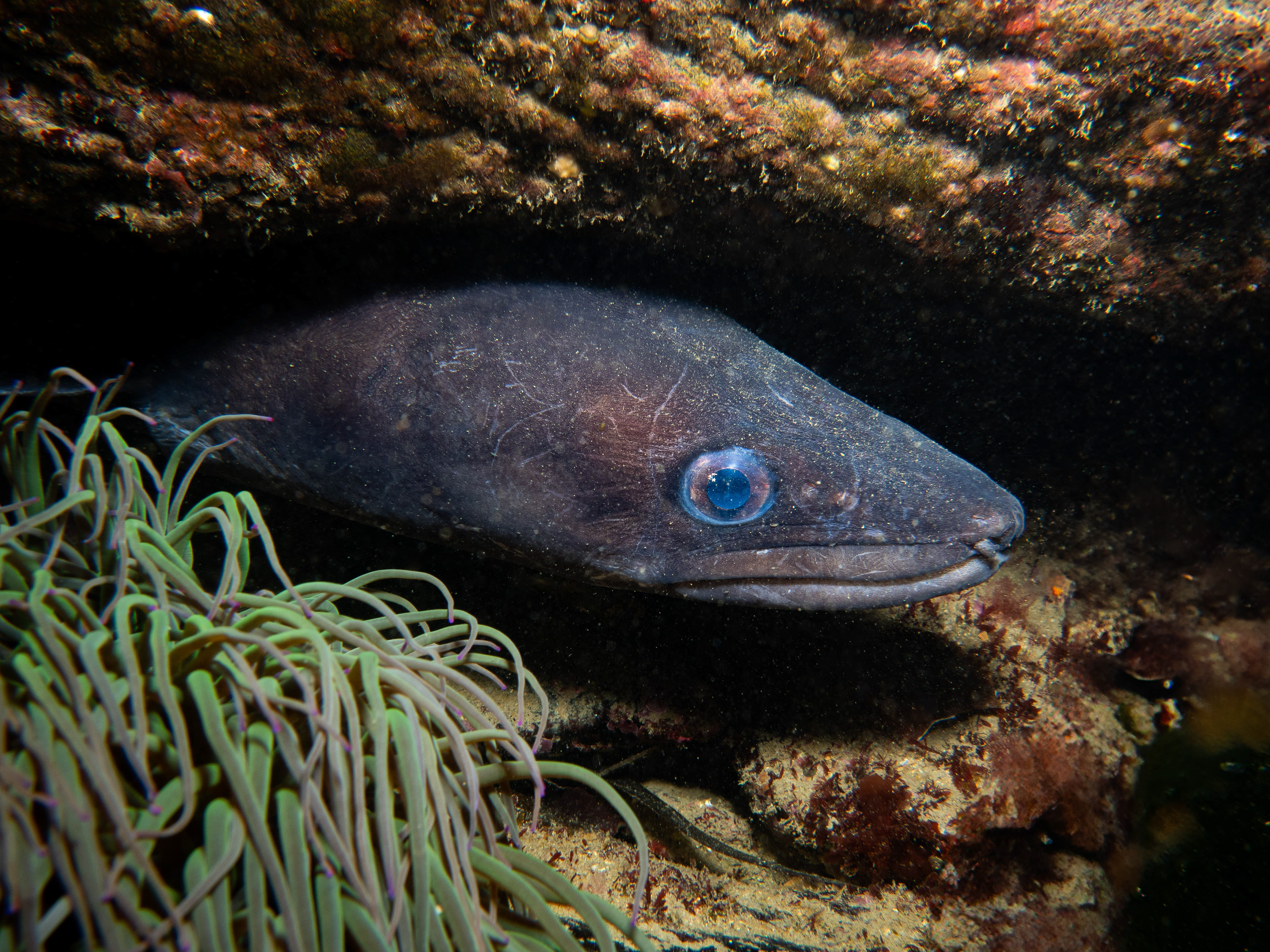A Conga eel sheltering  in a crevice in the daytime.