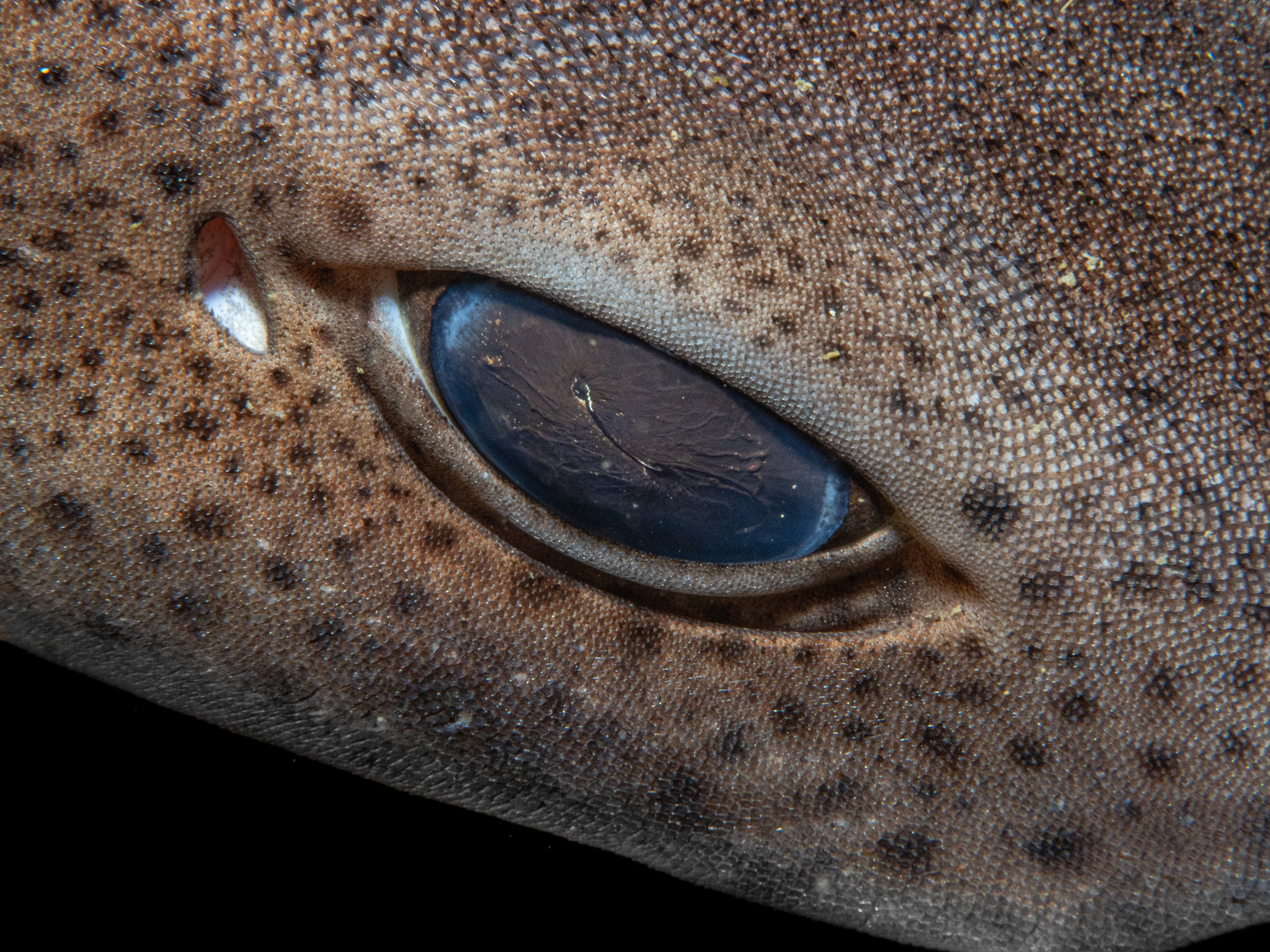 Close up image of a Cat sharks eye with a macro lens.