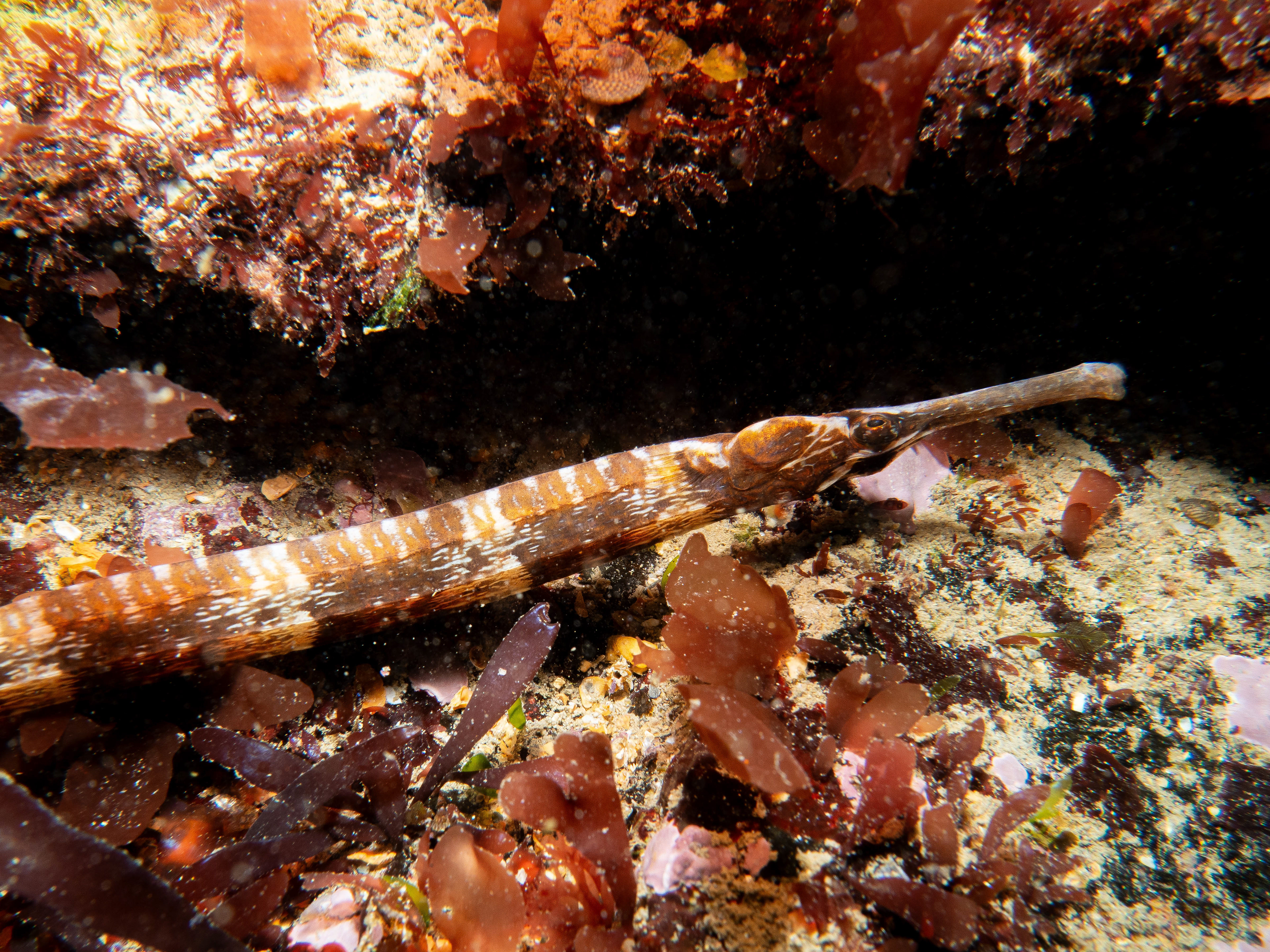 Pipe fish upside down. 