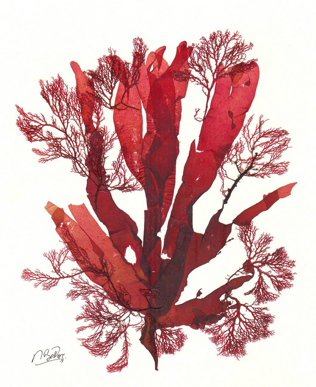 Red Seaweed