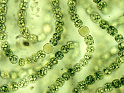 Blue-Green Micro Algae