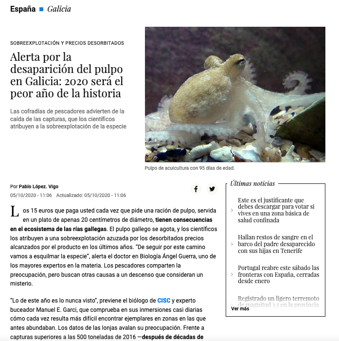 "Alert about the disappearance of octopus in Galicia: 2020 would be the worst year in history".