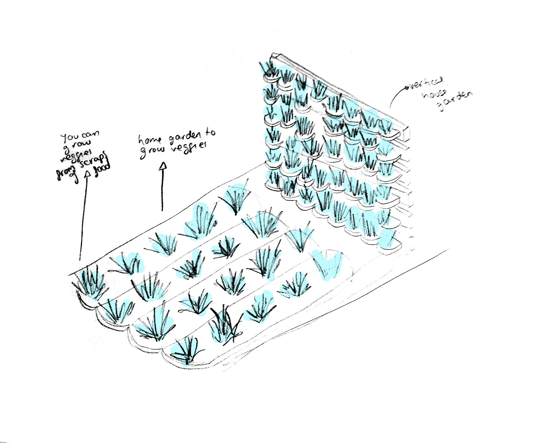 Vegetable Garden