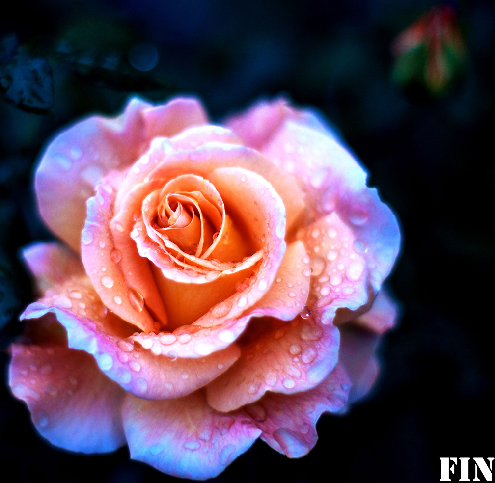 WET ROSE N#1 1000mm x 1000mm photo on canvas