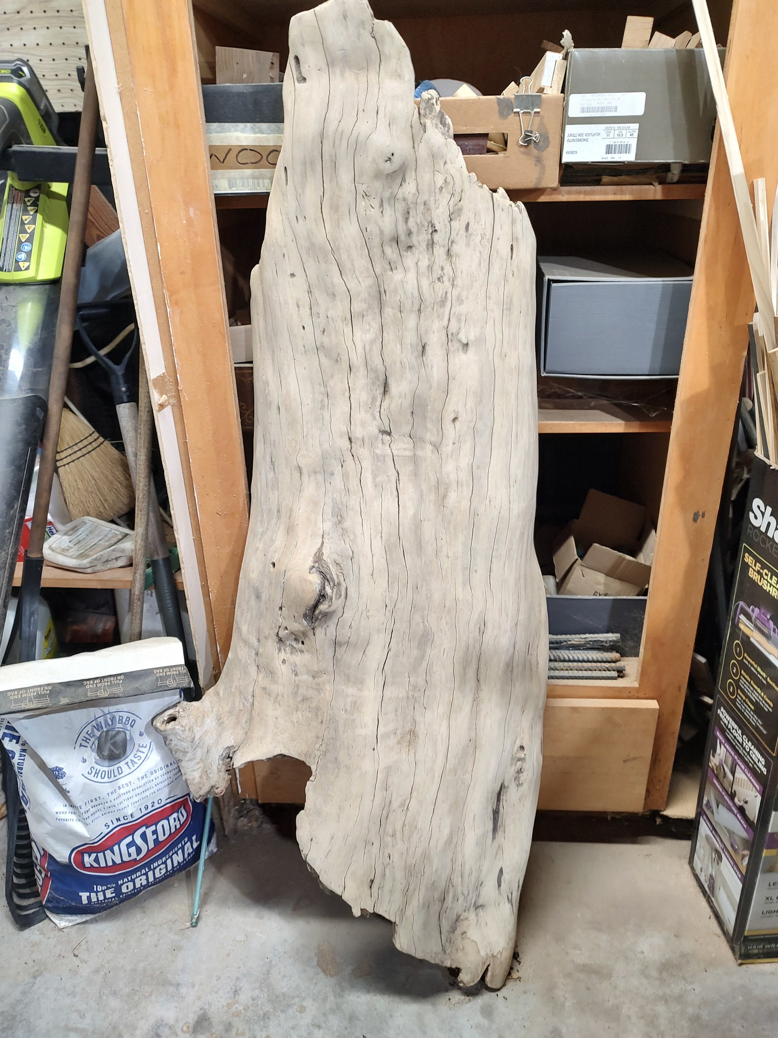 NEW BEGINNINGS - DRIED TREE SLAB