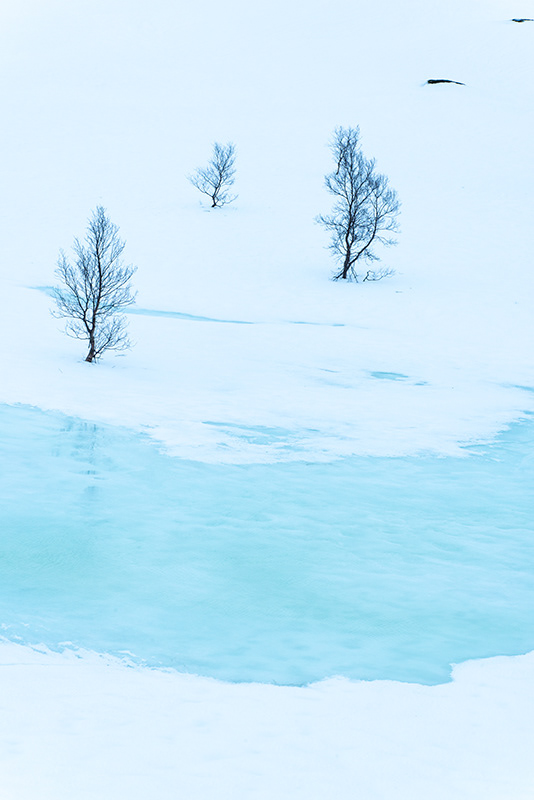 Arbres
