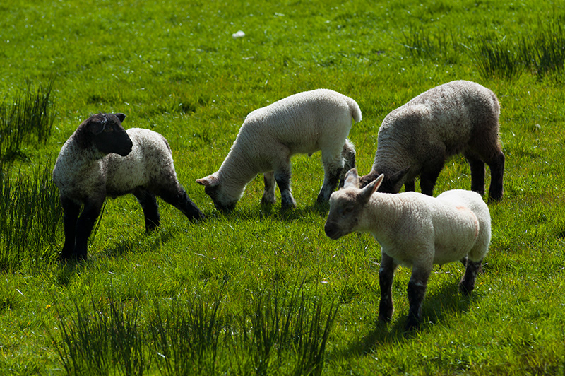 Sheeps