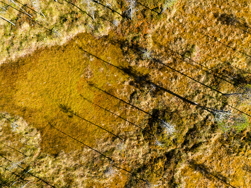 Tourbières d'Aapa