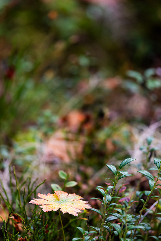 Automne