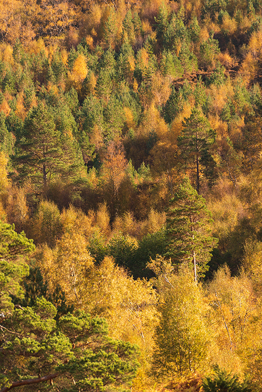 Couleurs d'automne #3