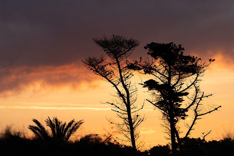 Arbres au lever