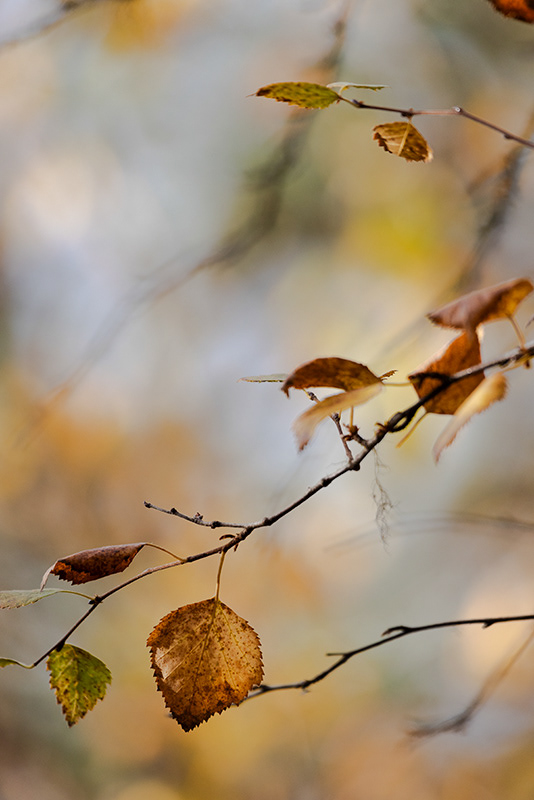 Automne