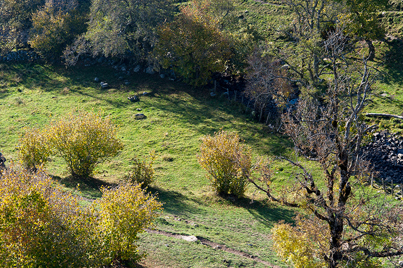 Vert automne