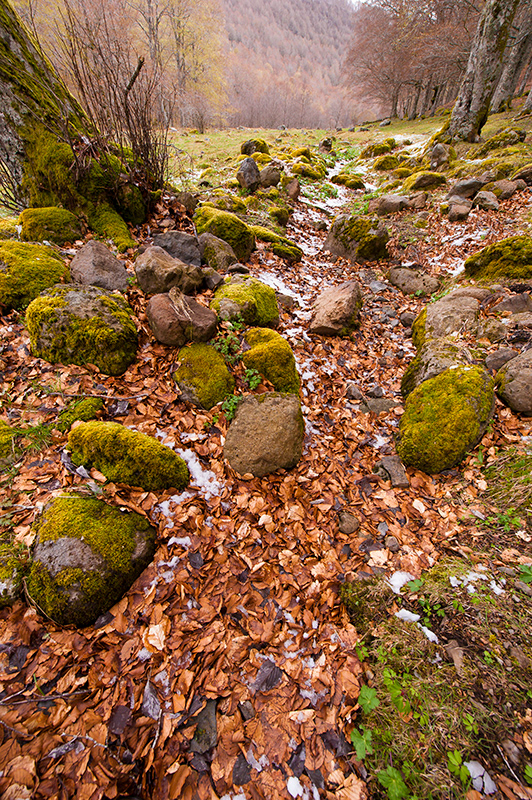 Chemin sauvage