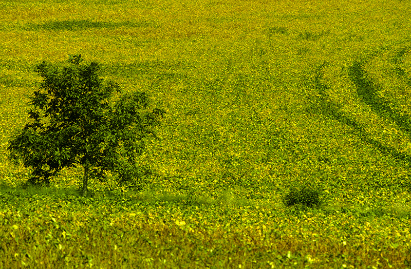 L'arbre