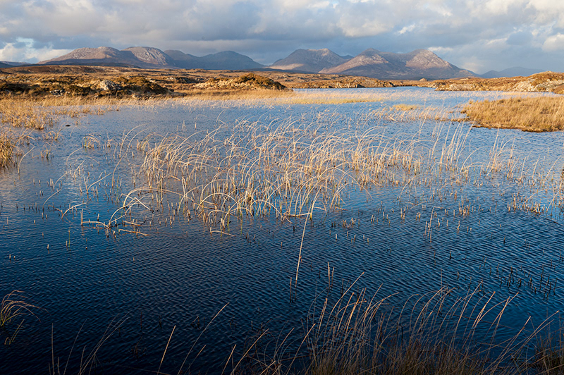 Near the Bog Road