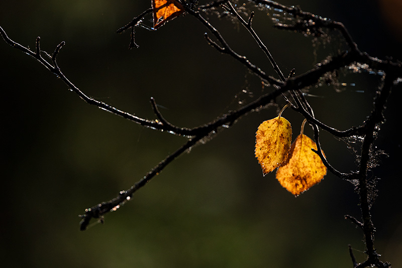 Automne
