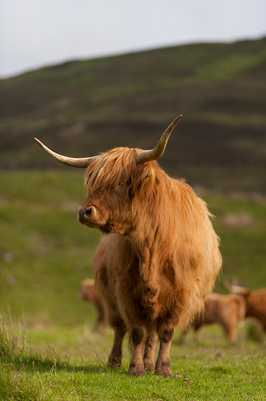 Highland Cow