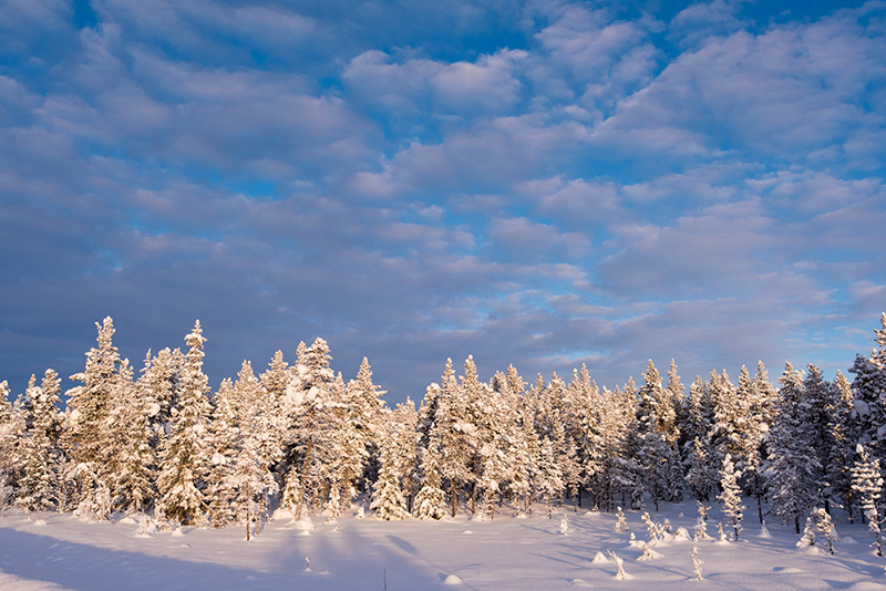 Arbres au soleil