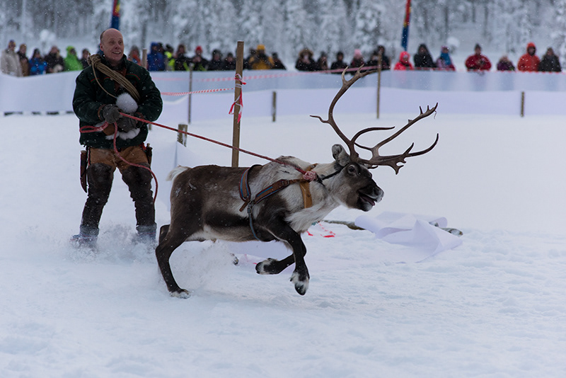 Course de rennes à Jokkmokk