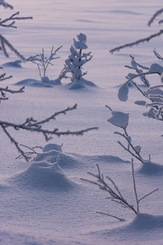 Figés dans le blanc