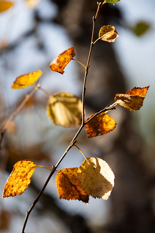 Automne