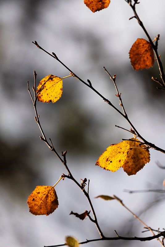 Automne